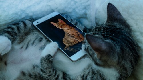 Miau? Wie du deine Katze dank künstlicher Intelligenz endlich verstehst