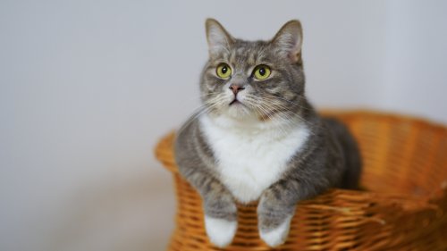 Charakterzüge von Katzen: Diese 5 Persönlichkeitstypen gibt es