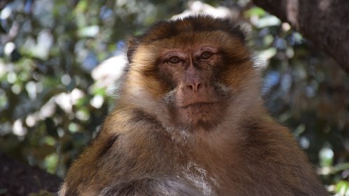 Affe hält Welpen drei Tage lang in Gefangenschaft, dann folgt eine dramatische Wendung