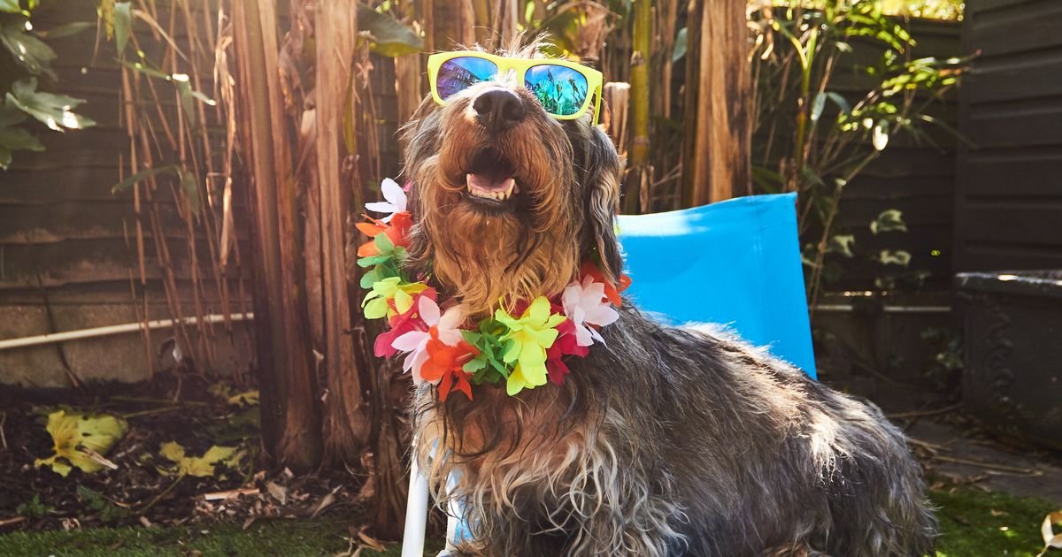 Four common summer culprits all dog owners must watch out for in hot weather