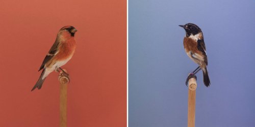 "Diccionario incompleto de aves de exposición" La serie de retratos minimalistas de Luke Stephenson