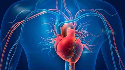 Cientistas brasileiros podem revolucionar válvulas cardíacas