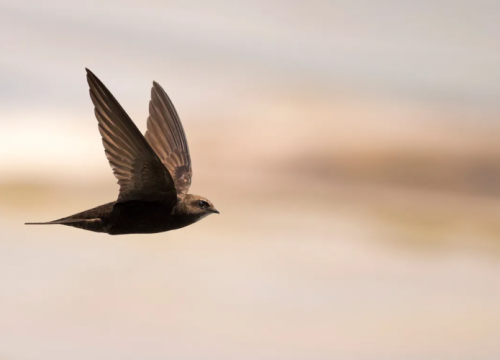 Qual é o tempo máximo que um pássaro pode voar sem pousar?