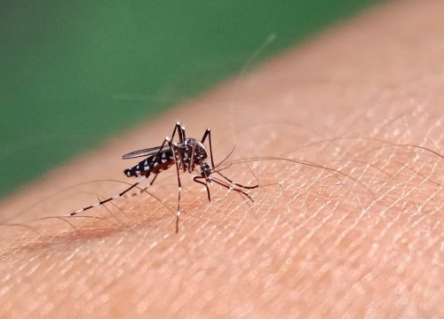 Saiba quais são os repelentes mais indicados contra o mosquito da dengue