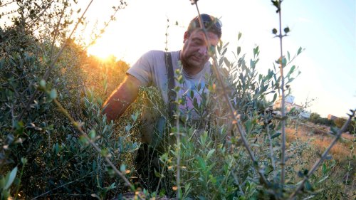 Trump’s Tariffs Threaten Greek Olive Oil and Table Olives