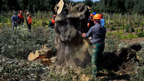 Meet the Bacteria Devastating Olive Groves and Vineyards