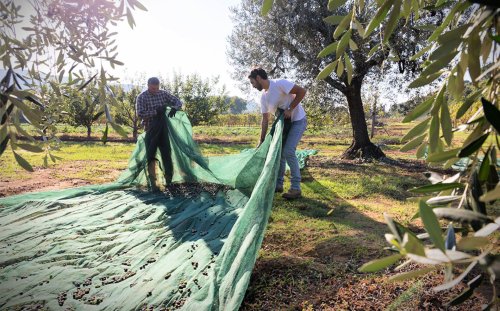 Certified Origins: Global Leader of High-Quality Private Label Olive Oil