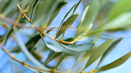 Olive Leaves Can Improve Oil Quality, Researchers Find