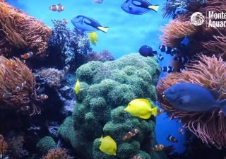 12 heures relaxantes de poissons dans un récifs coralliens