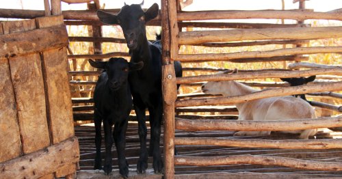 How one goat helped to lift a whole community out of poverty