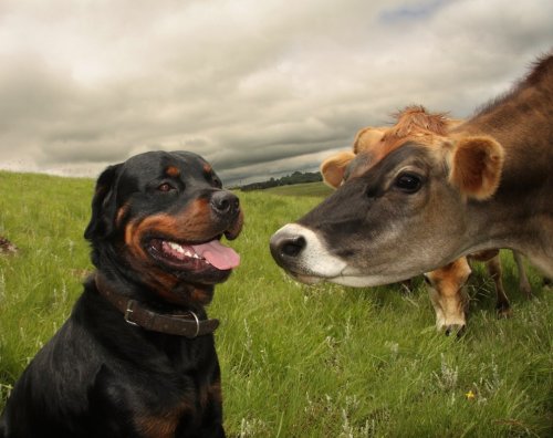 Rottweiler and Cow’s Friendship Captured in Viral Video