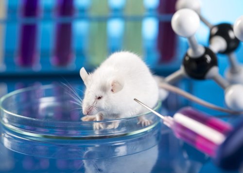 Cruel Toxicity Test Force Feeds Animals Lethal Substances Until Half of Them Die