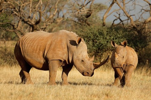 Southern White Rhinos to ReWilded after Purchase from Private Operation