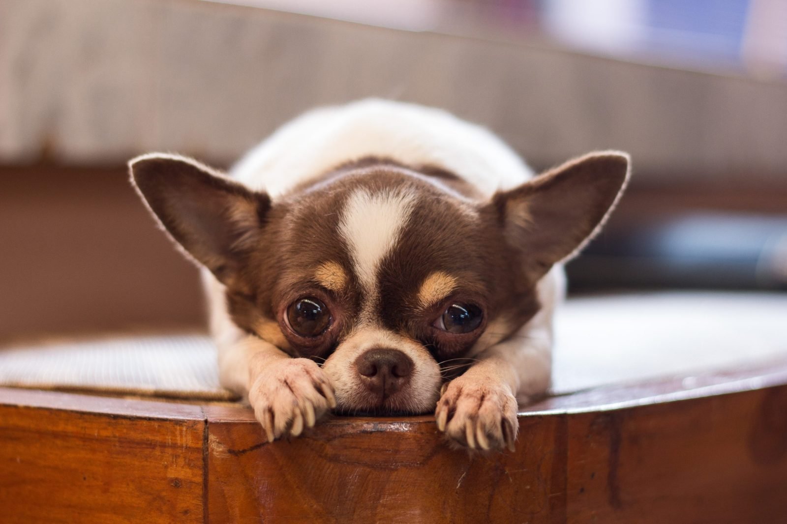 Ban Animal Abusers From Ever Owning Animals Again in Oconee County