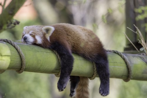 10 Animal Sleep Habits: Exploring Hibernation to Power Napping