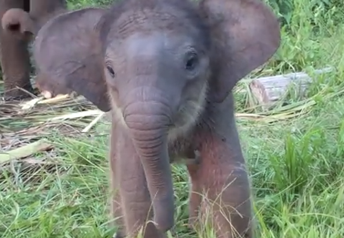 Adorable Baby Elephant Learns How to Use Her Trunk [VIDEO]