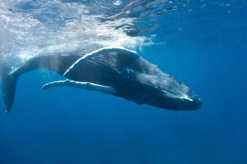 The Evolutionary Mystery of Menopause in Humans and Whales