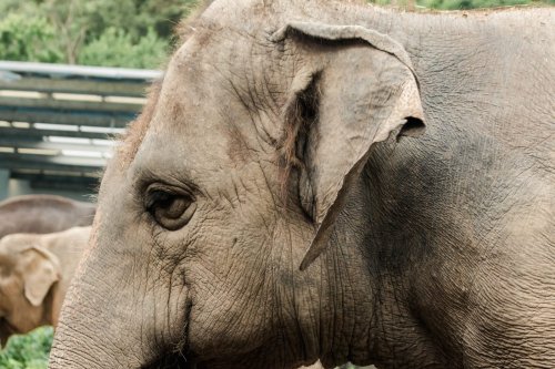 Mali, the “World’s Saddest Elephant,” Passes Away at Manila Zoo