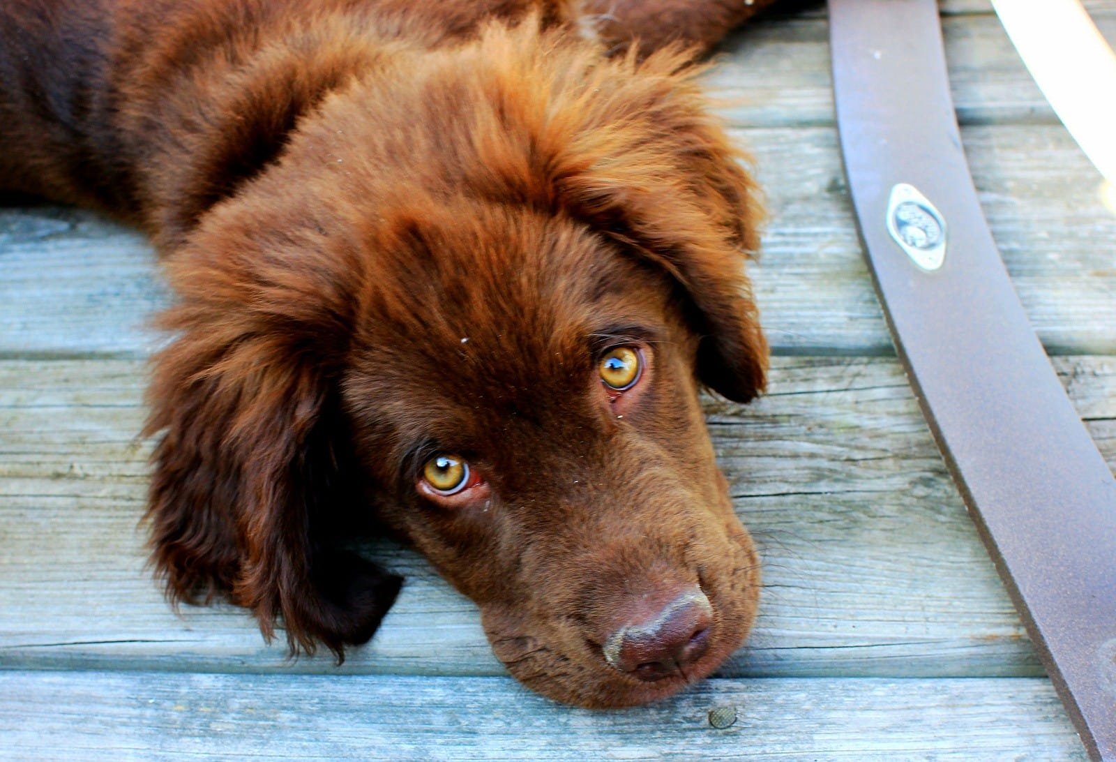 6 Common Pet Ailments You Can Ease With Natural Remedies