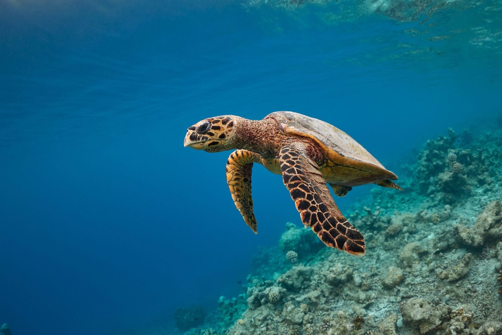 Rare Sea Turtle Stuck in the UK After US Funding Freeze
