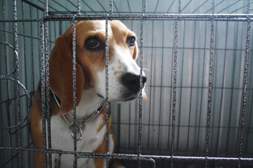 Beagle Freedom Project Transforms Lab into Rescue Center