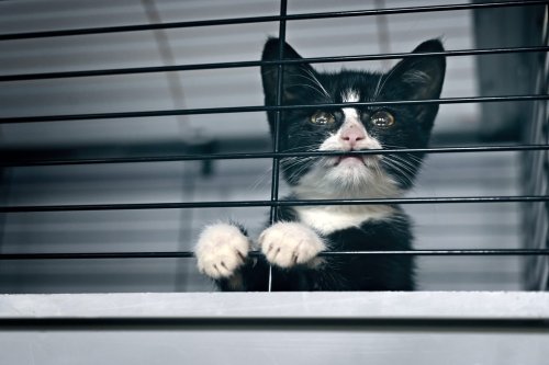 Petition: Justice for Ohio Cats Poisoned With Tuna Trap
