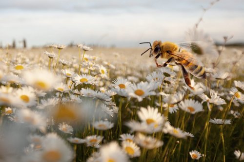 The Bees Are Vanishing Again and It’s Worse Than Ever