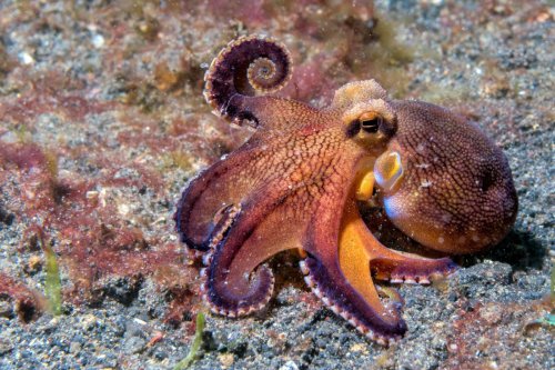 California Takes a Stand Against Octopus Farming