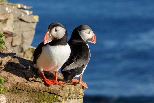 Puffins Spotted in Florida, Shocking Rescuers
