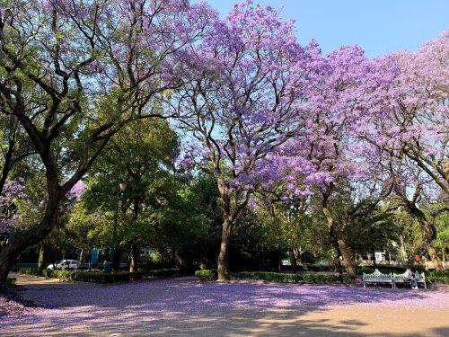 Mexico City’s Early Jacaranda Blooms Stir Climate Change Conversation