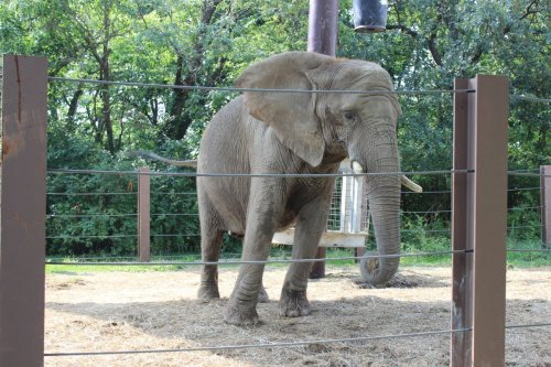 Petition: Demand the Kansas City Zoo Shut Down Its Barbaric Elephant
