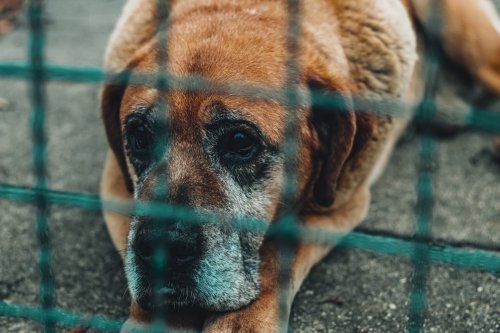 Daily Top News: Diabetic Dog Has Been at Shelter for 27 Months, Kraft Mac and Cheese Releasing Vegan Version, Sustainable Fashion Blueprint for Black Friday, and More!