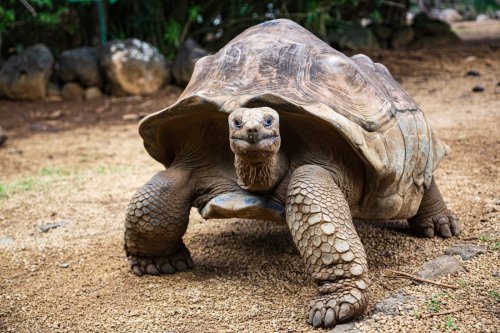 Giant Tortoises Return to Madagascar After 600 Years