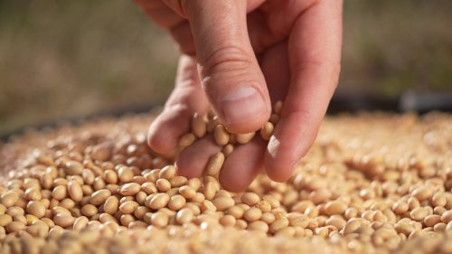 Most Americans Are Missing This Brain-Boosting Nutrient