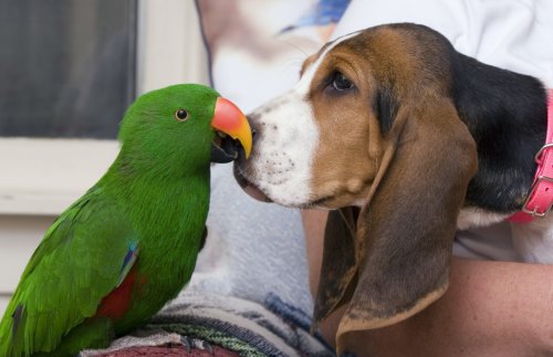 Daily Top News: Dog and Bird Friends are Forced to be Separated, Kylie Jenner Faces Backlash Over Plastic Fashion Line, Terrible Vegetarian Flight Meal, and More!
