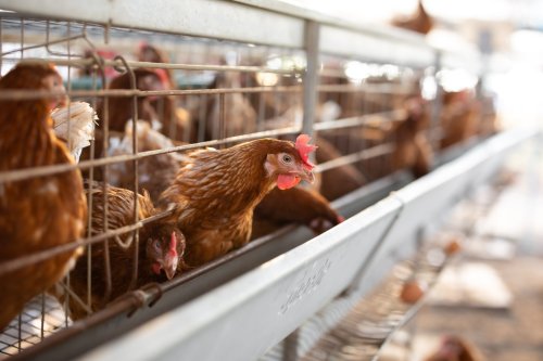 Avian Flu Detected in Urban Wildlife Raises Health Concerns
