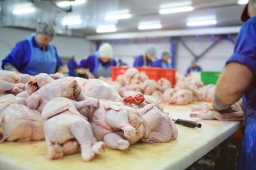 Petition: Stop Dangerous Speed-Ups in Meatpacking Plants Now
