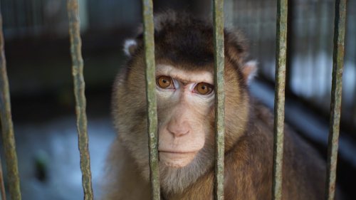 The Controversial Animal Testing Behind Elon Musk’s Neuralink Project is Killing Animals and Hurting Monkeys