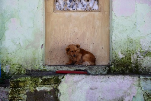 Rescue Dog Too Scared to Go Outside After Being Adopted