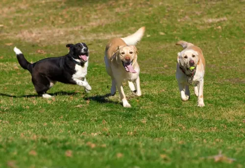 Dogs Reaction to Friends Showing Up for Playdate Will Melt Your Heart