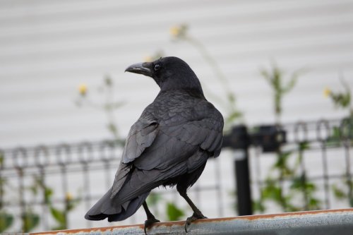 4 Ways Crows Have Displayed Their Intelligence: From Solving Puzzles to Using Tools