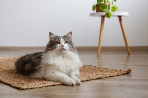 Can Cats Be Left Home Alone for Long Periods of Time? An Expert Weighs In