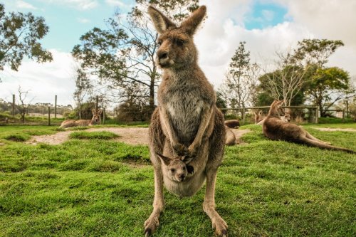 Weekly Top Animal and Video News: Melbourne Plans to Ban Kangaroo Killing, NYC Carriage Horse Crashes into Multiple Cars, Man Plays Piano for Rescued Elephants, and More!