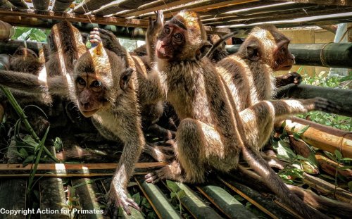 Organization Reveals Shocking Footage of Indonesian Trappers Brutally Beating Wild Monkeys [Video]
