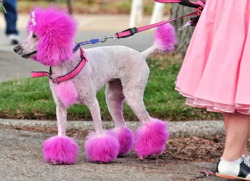 New Petitions to Sign This Week: Help Make Dyeing Animals Illegal in California, Ask for an Independent Investigation into the Death of Keenan Anderson, Urge Authorities to Fine People for Violating Proper Landfill Disposal, and More!