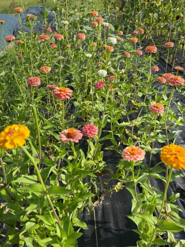 A Colorful U-Pick Flower Farm, East Texas Flower Farm Is Like Something From A Dream