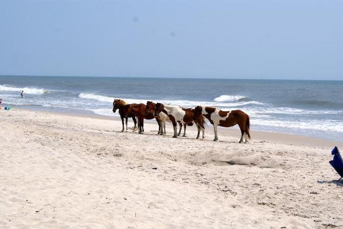 Assateague Island Is Straight Out Of A Fairy Tale