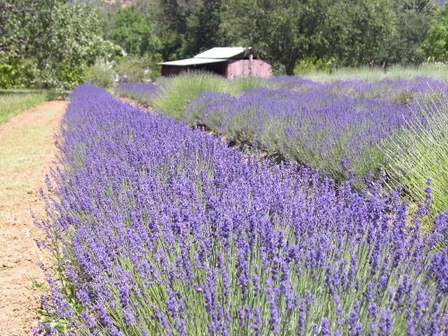 The Lavender Festival In Northern California That’s Unlike Any Other