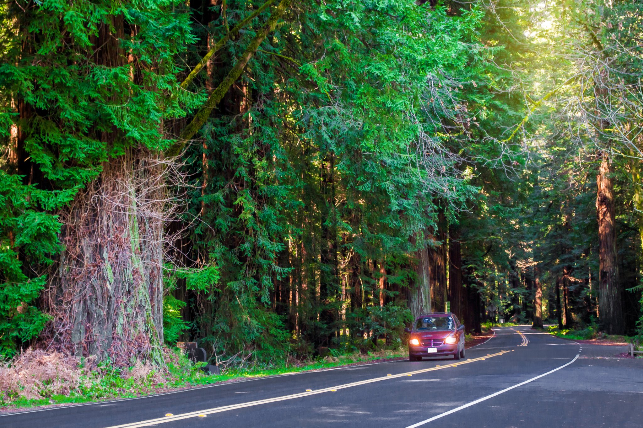 Drive Through The Most Majestic Redwood Trees On This California Road Trip