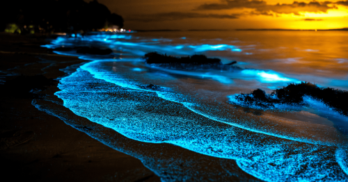 10 places to see bioluminescence in the U.S.